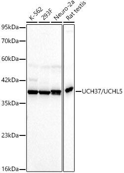 UCH-L5/UCH37 Antibody (7R9F9)