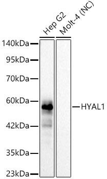 Hyaluronidase 1/HYAL1 Antibody (1N3B1)