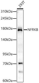 NFRKB Antibody (4N8H3)