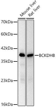 BCKDHB Antibody (5C7B3)