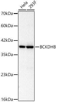 BCKDHB Antibody (5C7B3)