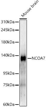 NCOA7 Antibody (5Q2U7)