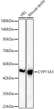 CYP11A1 Antibody (6G3S1)