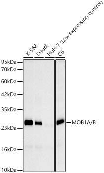 MOBKL1B Antibody (5B8X6)