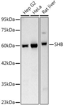 SHB Antibody (1M5C5)