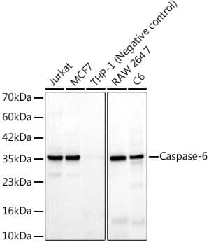 Caspase-6 Antibody (6F6J5)