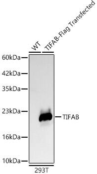 TIFAB Antibody (1R6B8)