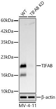 TIFAB Antibody (1R6B8)