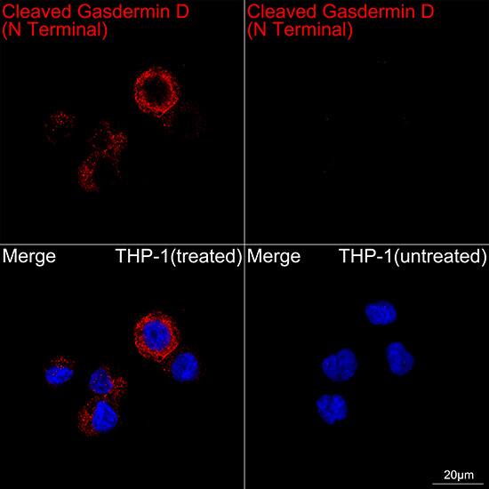 GSDMDC1 Antibody (3G1A6) - Cleaved, N-terminal