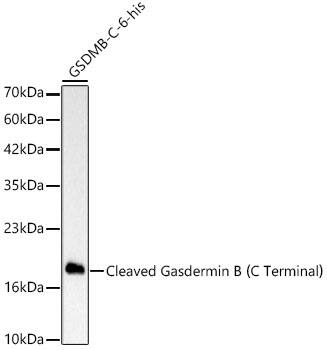 Gasdermin like Antibody (6F4K3) - Cleaved, C-terminal Fragment