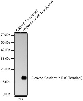 Gasdermin like Antibody (6F4K3) - Cleaved, C-terminal Fragment