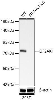 EIF2AK1 Antibody (1G4Z2)