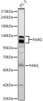 PARG Antibody (2B7M9)