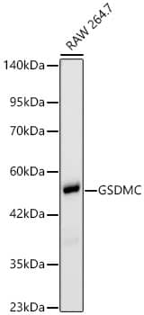 Gasdermin-C Antibody (4F7M4)