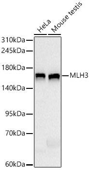 MLH3 Antibody (6H7J5)