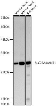 Adenine Nucleotide Translocase 1 Antibody (1U7X1)