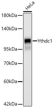 YTHDC1 Antibody (3K8D1)