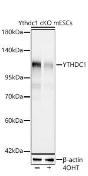 YTHDC1 Antibody (3K8D1)