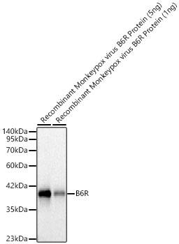 Monkeypox Virus B6R Antibody (6U0B7)