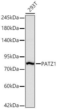 PATZ Antibody (6H7A4)