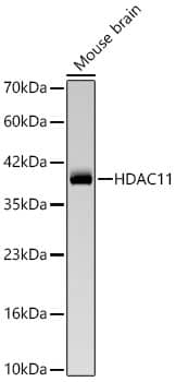 HDAC11 Antibody (9I4N2)