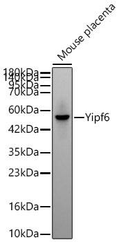 YIPF6 Antibody (6X1R7)