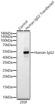 IgG2 Fc Antibody (3E5V6)