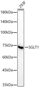 SGLT1/SLC5A1 Antibody (9P7J4)