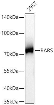 Arginyl tRNA synthetase Antibody (4Y1H4)