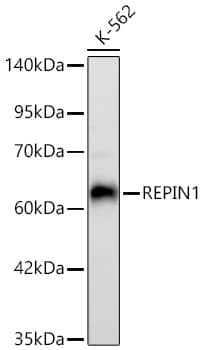 REPIN1 Antibody (2X2E9)