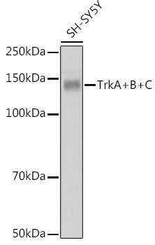 Trk (pan) Antibody (8A7M10)