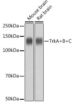 Trk (pan) Antibody (8A7M10)