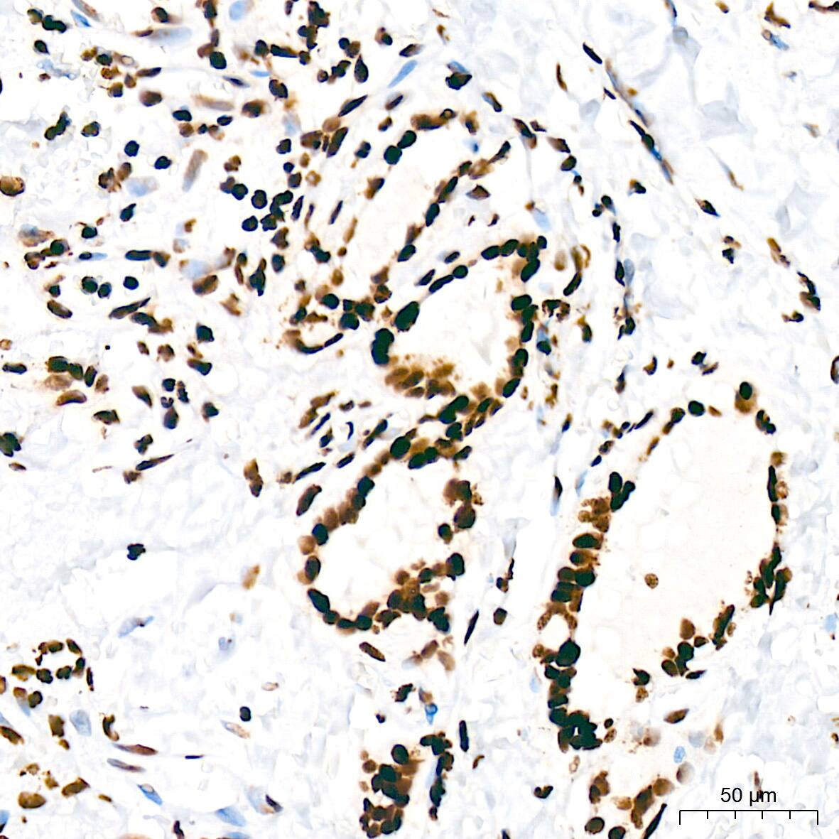 SFPQ Antibody (8Y5S6)