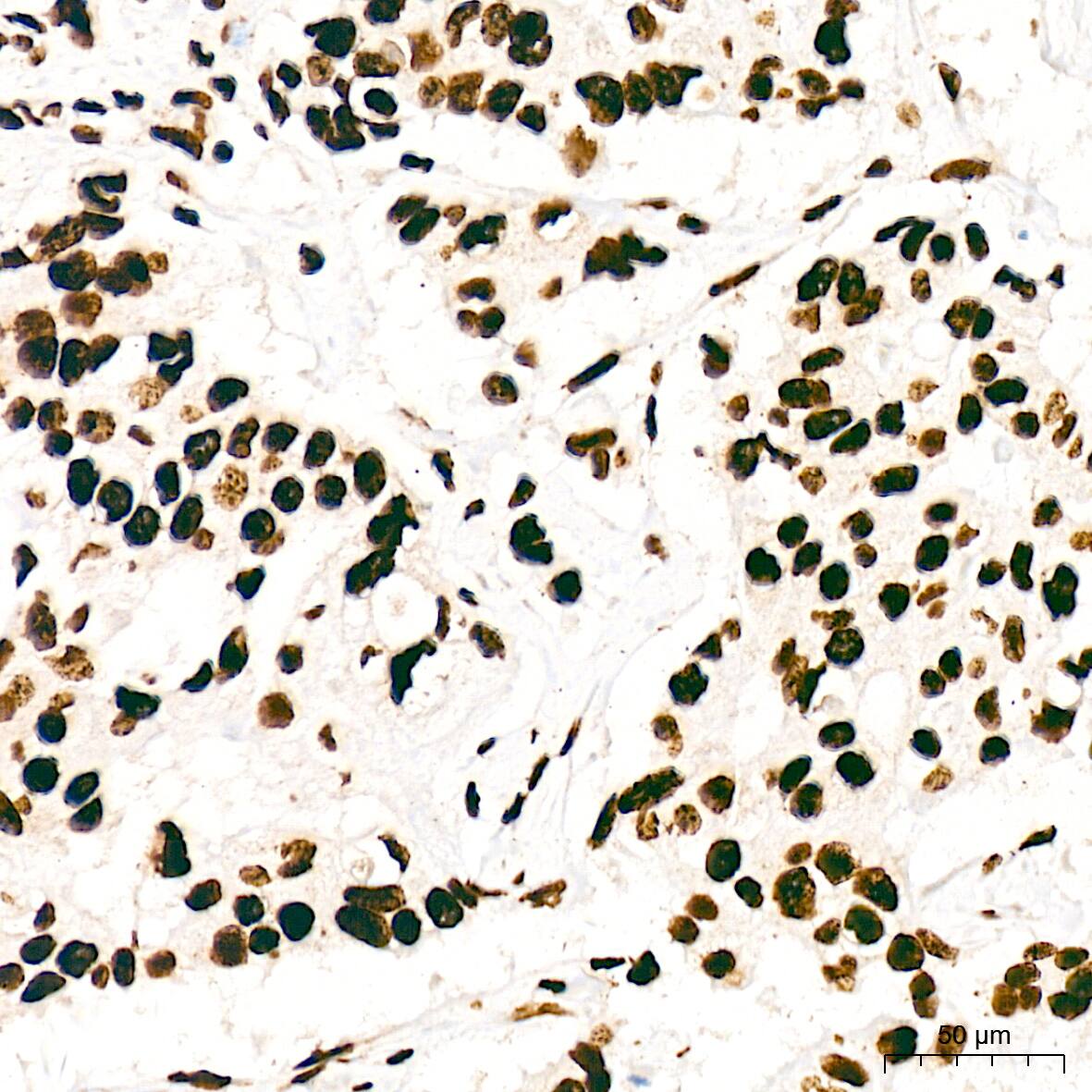 SFPQ Antibody (8Y5S6)
