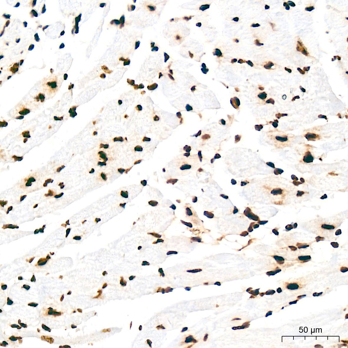 SFPQ Antibody (8Y5S6)