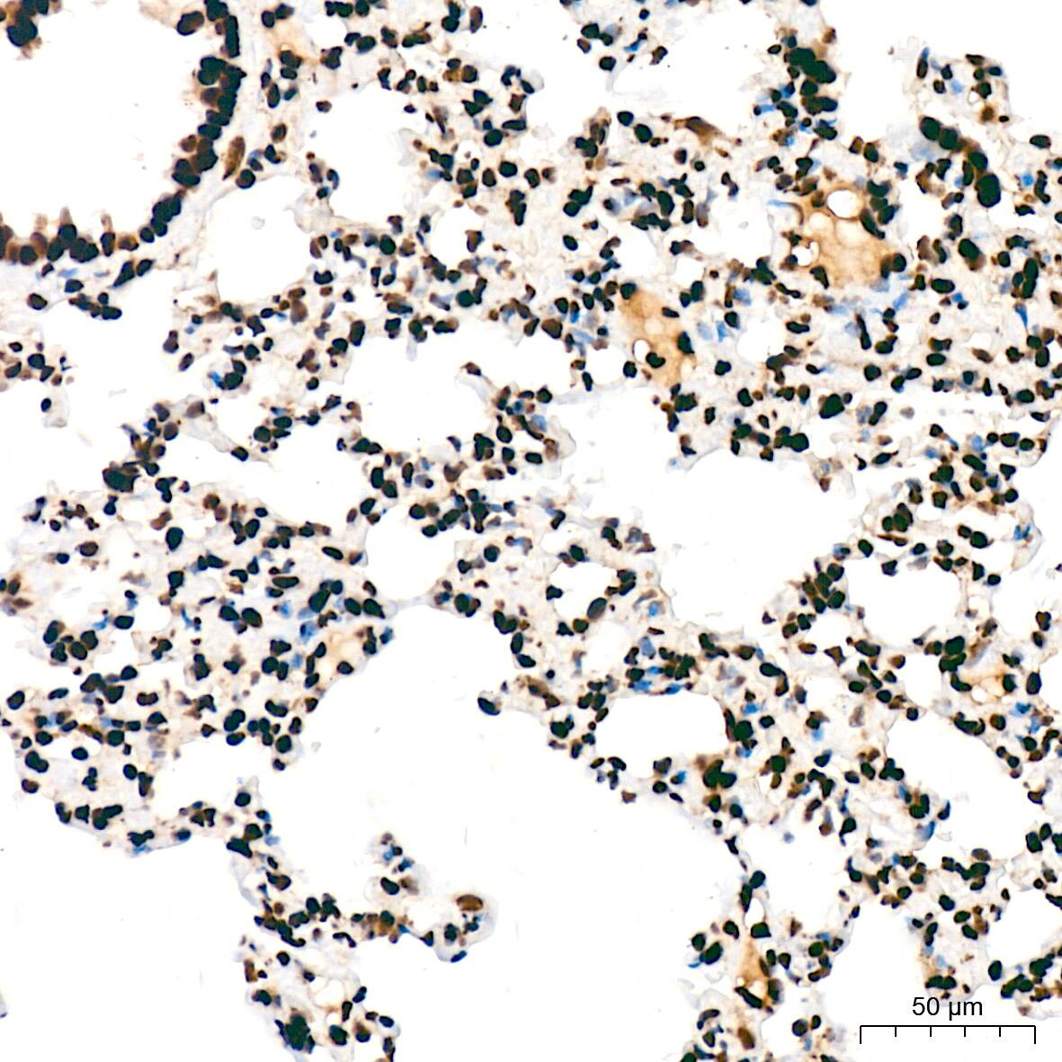 SFPQ Antibody (8Y5S6)