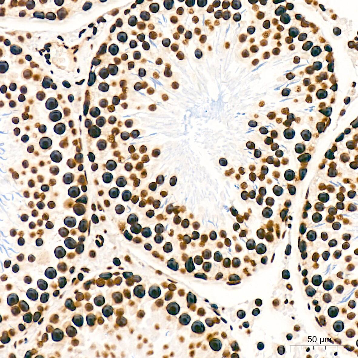 SFPQ Antibody (8Y5S6)