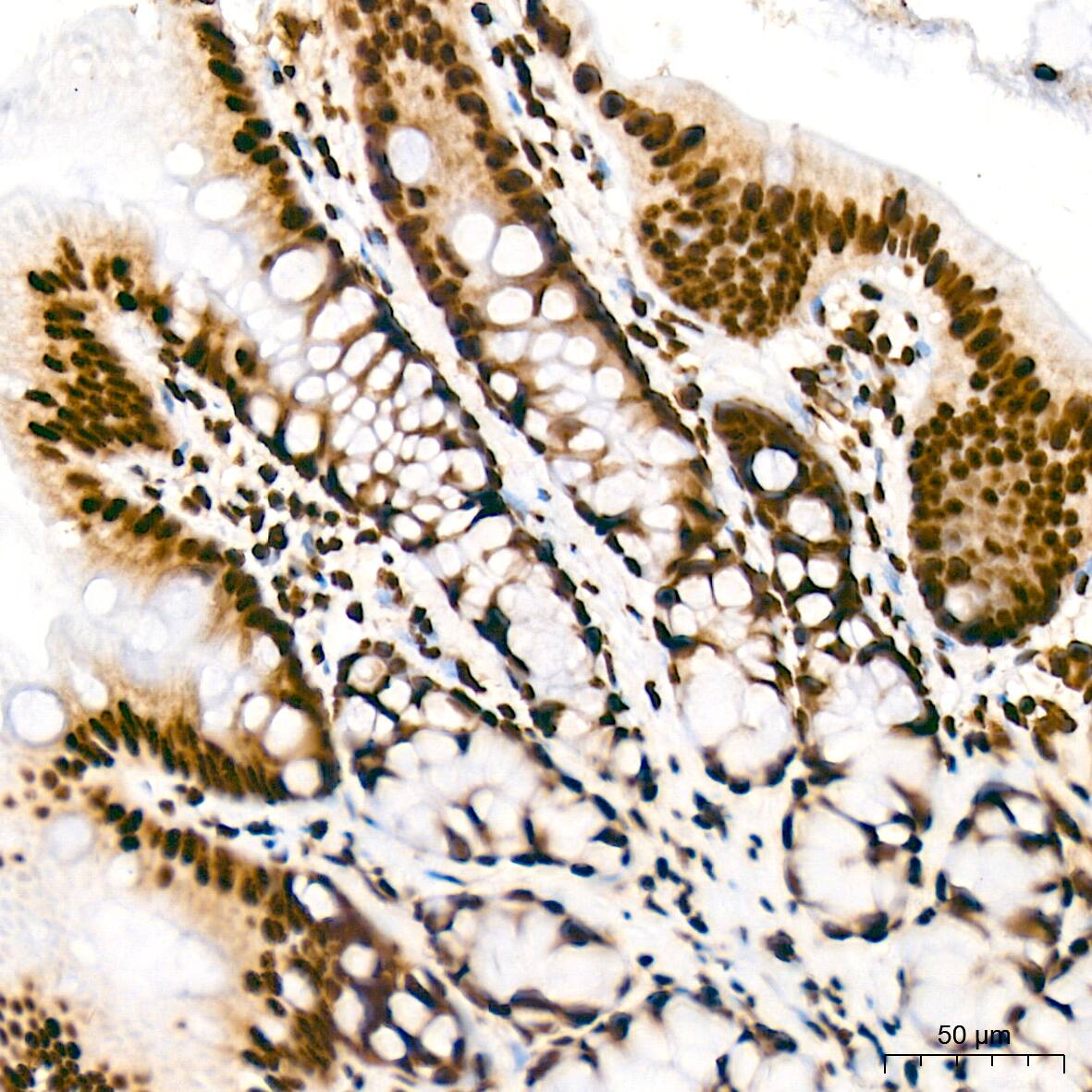 SFPQ Antibody (8Y5S6)