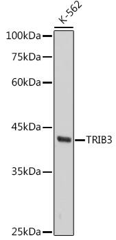 TRIB3 Antibody (3P4O1)