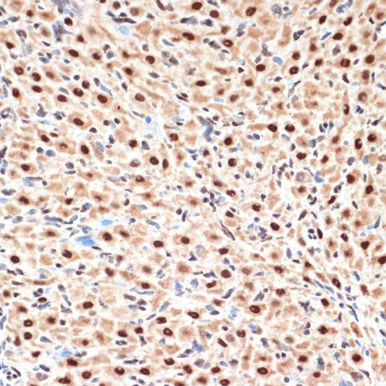 CDC16 Antibody (7Y1Y10)