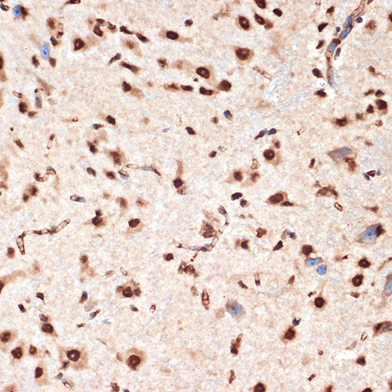 CDC16 Antibody (7Y1Y10)