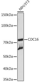 CDC16 Antibody (7Y1Y10)