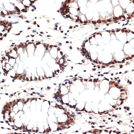 CDC16 Antibody (7Y1Y10)