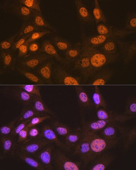 CDC16 Antibody (7Y1Y10)