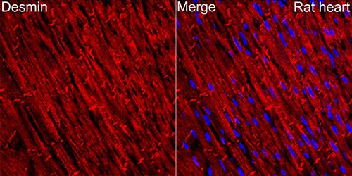 Desmin Antibody (6O9O4)