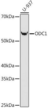 Ornithine Decarboxylase Antibody (5R7V10)