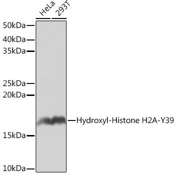 Histone H2AE [Hydroxy Tyr39] Antibody (2J2Q7)