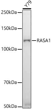 Ras-GAP Antibody (6W10G6)