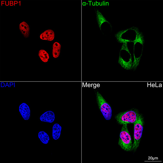 FUBP1 Antibody (1G6X5)