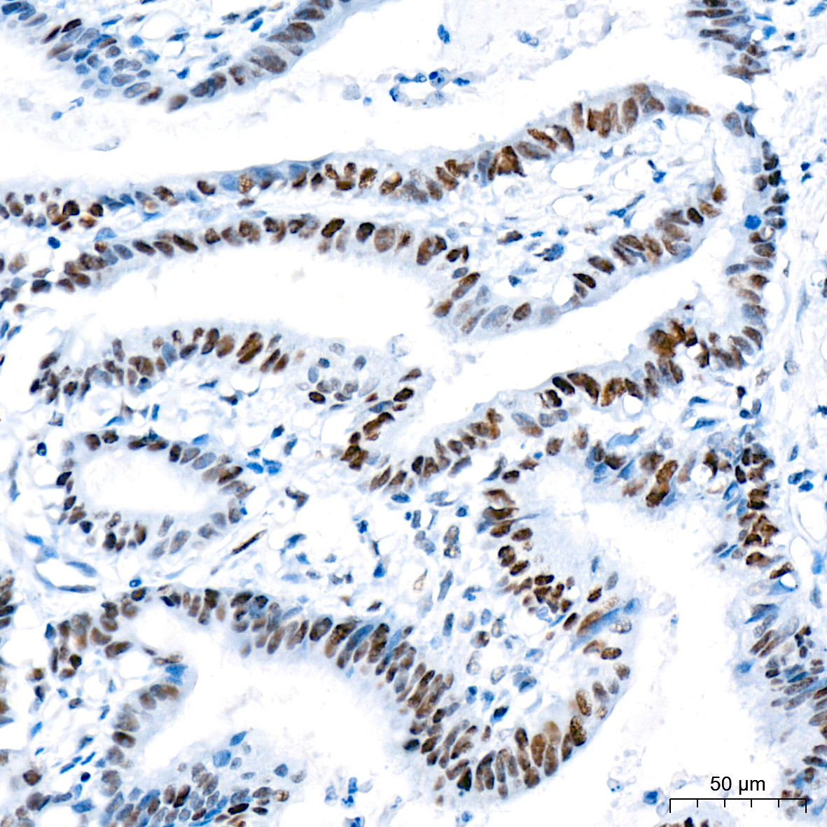 DNA Ligase I Antibody (0D6M4)